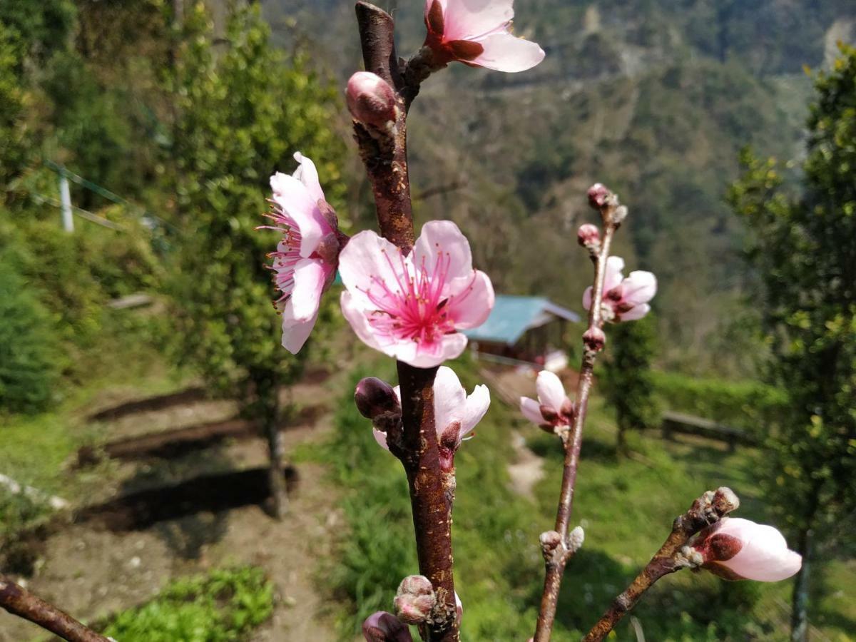Enchanted Forest Farmstay Gangtok Bagian luar foto